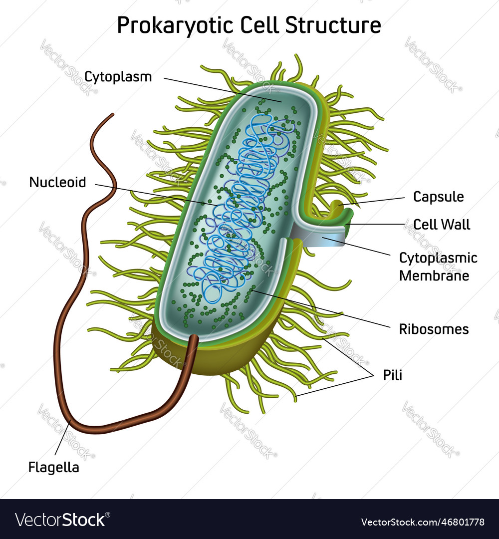 Prokaryotic Cell Structure Chart Medical Vector Image