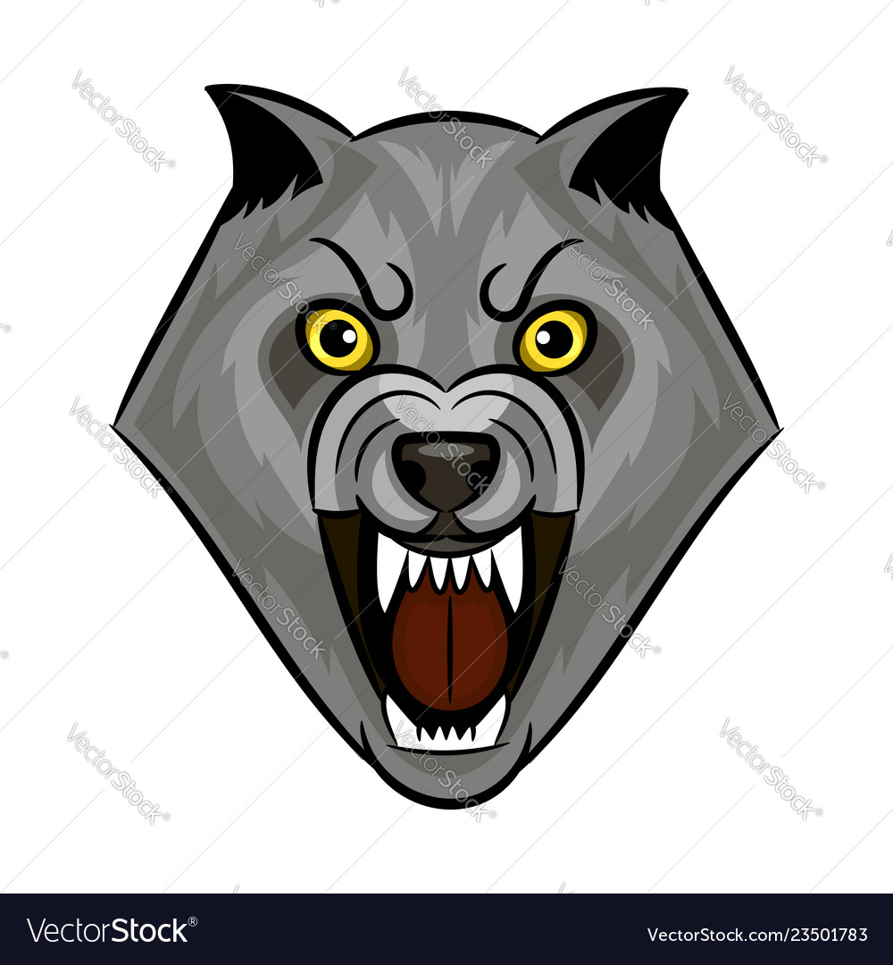 Portrait of a furious gray wolf. Angry wolf roaring isolated on