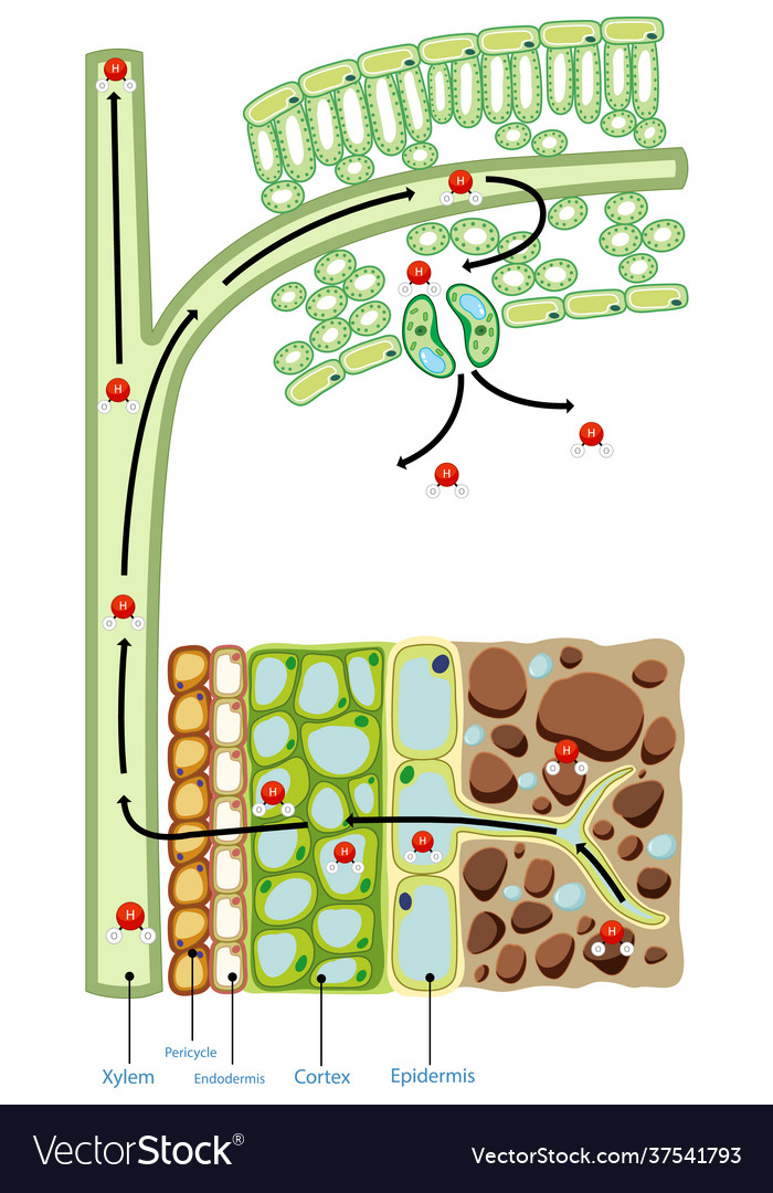 Diagram showing cell plant Royalty Free Vector Image