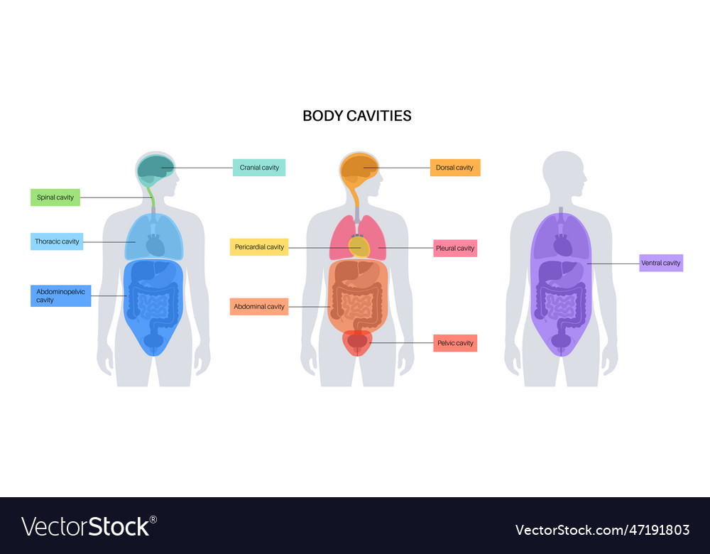 Body cavities poster