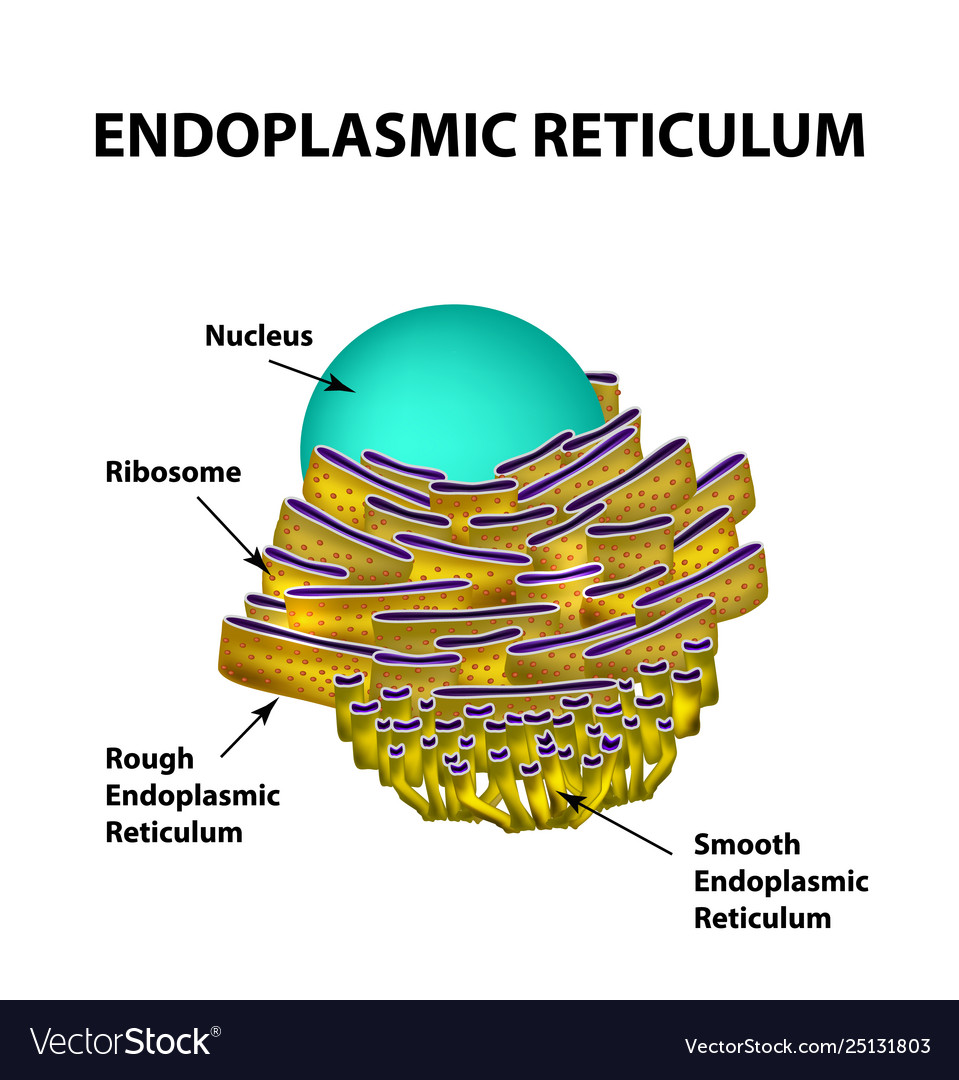 Endoplasmic Reticulum (TEM) | Stock Image - Science Source Images