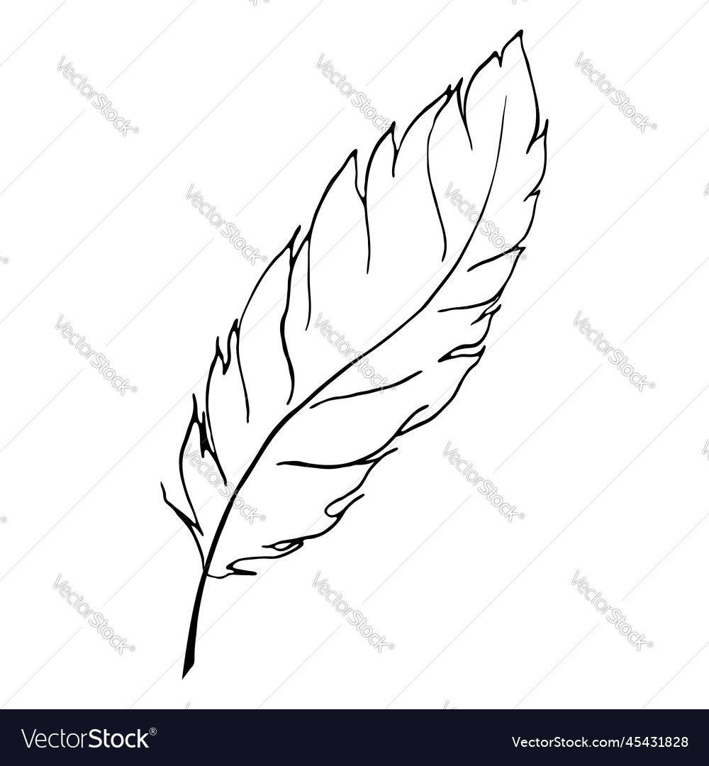 Monochrome black and white bird feather line art Vector Image