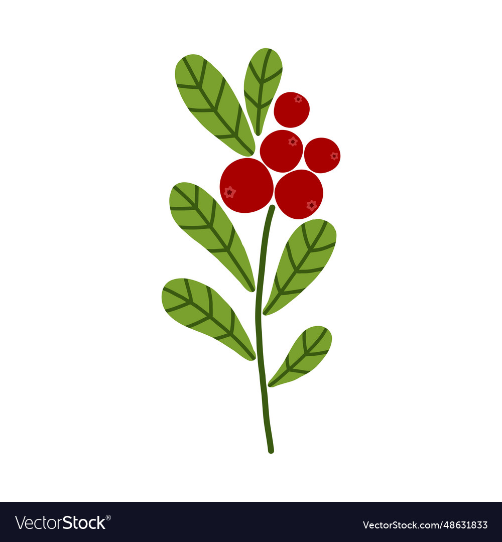 Wild berries cranberry bush with green leaves Vector Image