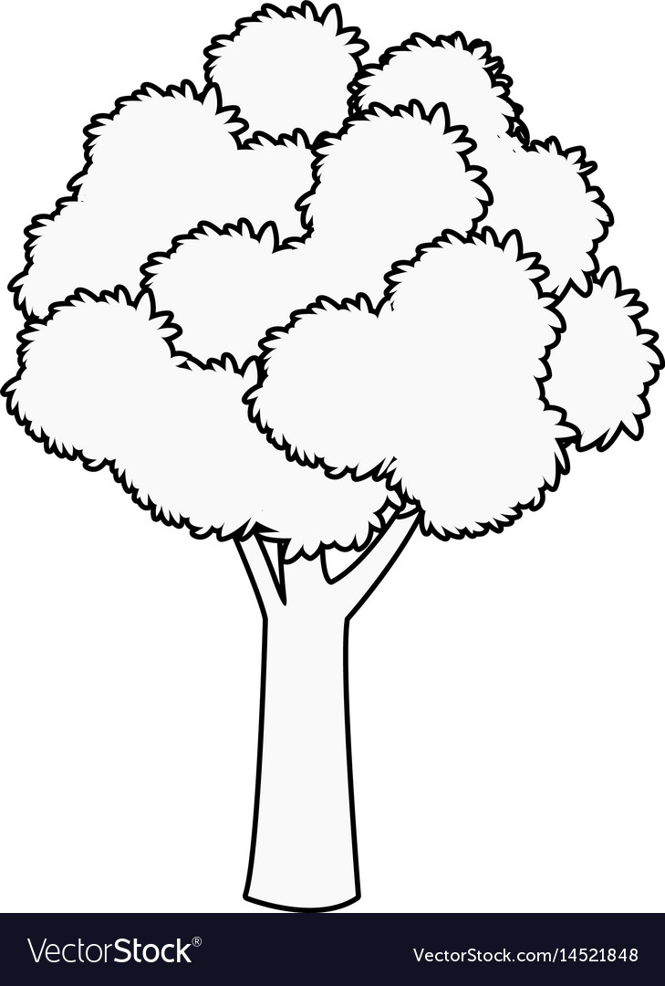 Tree foliage woody stem branching plant outline Vector Image