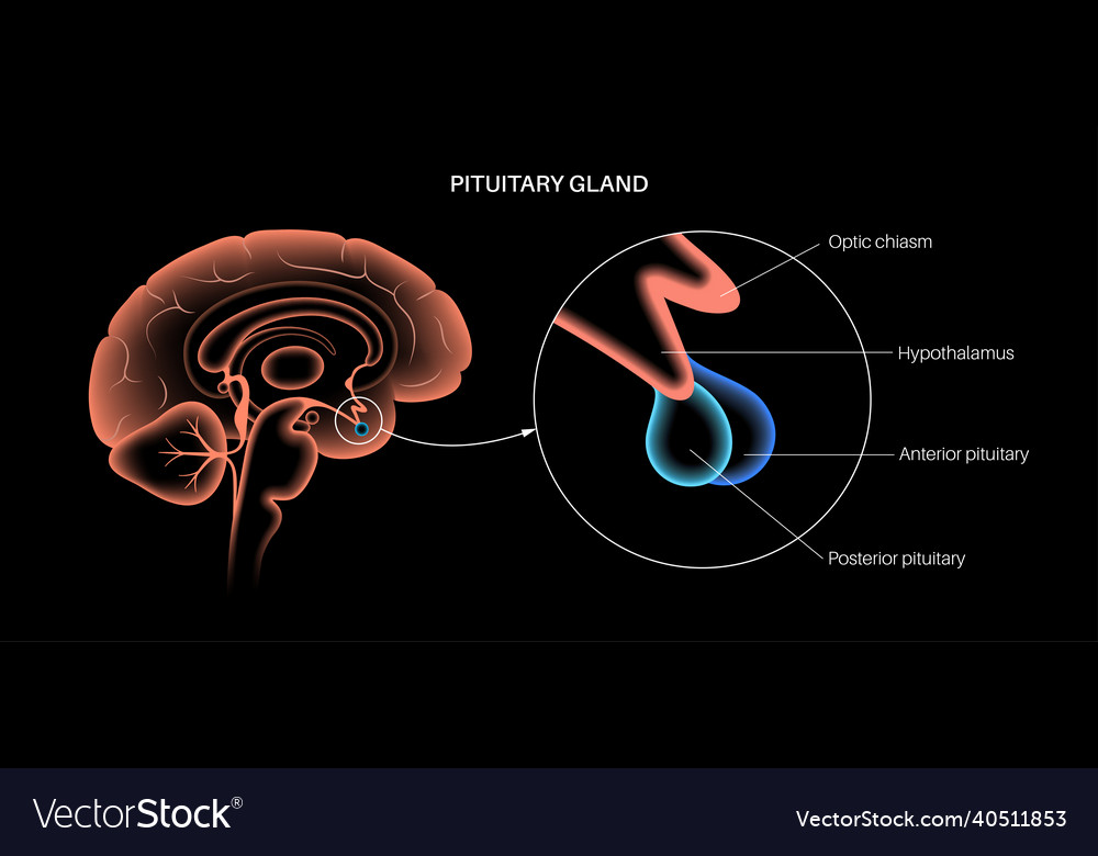 Pituitary gland anatomy Royalty Free Vector Image