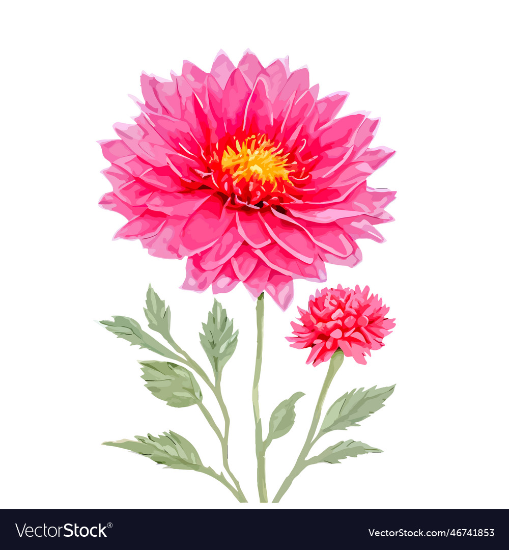 Watercolor Chrysanthemum Flowers With Red Vector Image