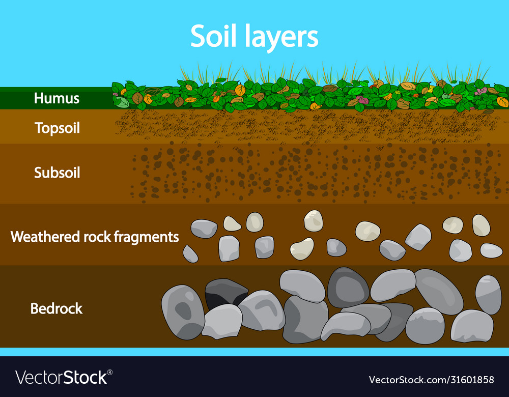 Soil layers diagram showing layers Royalty Free Vector Image