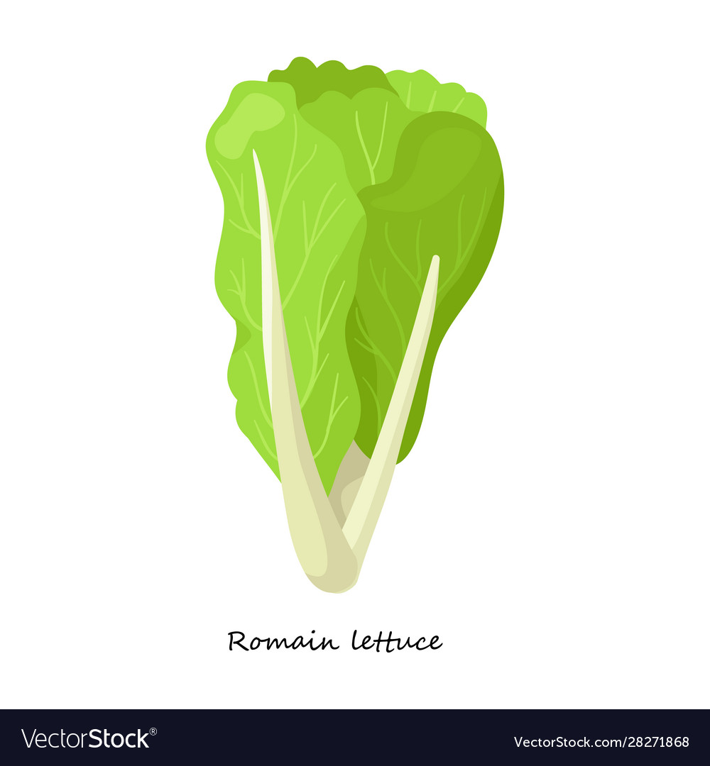 Lettuce iconcartoon icon isolated Royalty Free Vector Image Lettuce iconcartoon icon isolated Royalty Free Vector Image