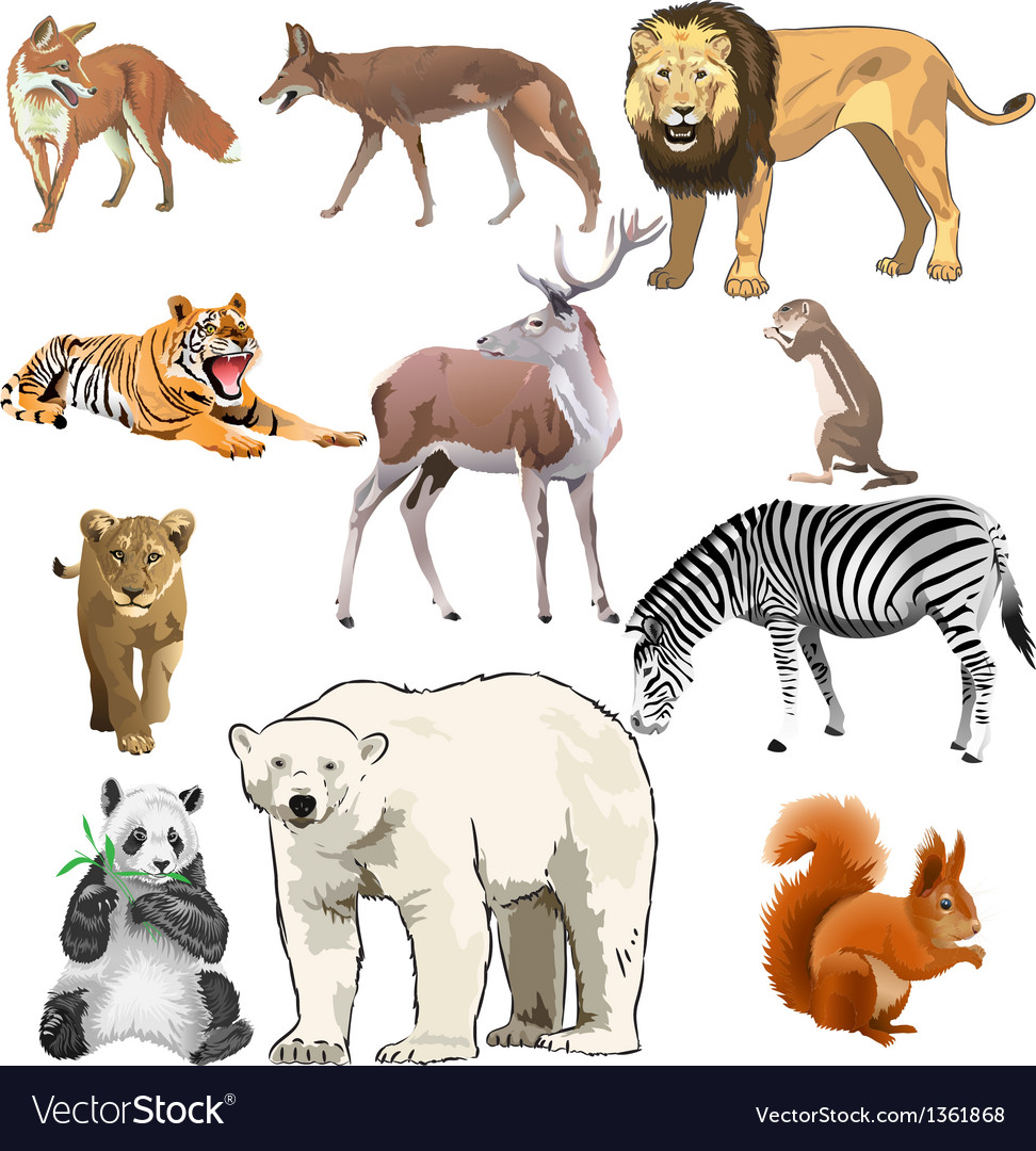 Wild Animals Royalty Free Vector Image Vectorstock