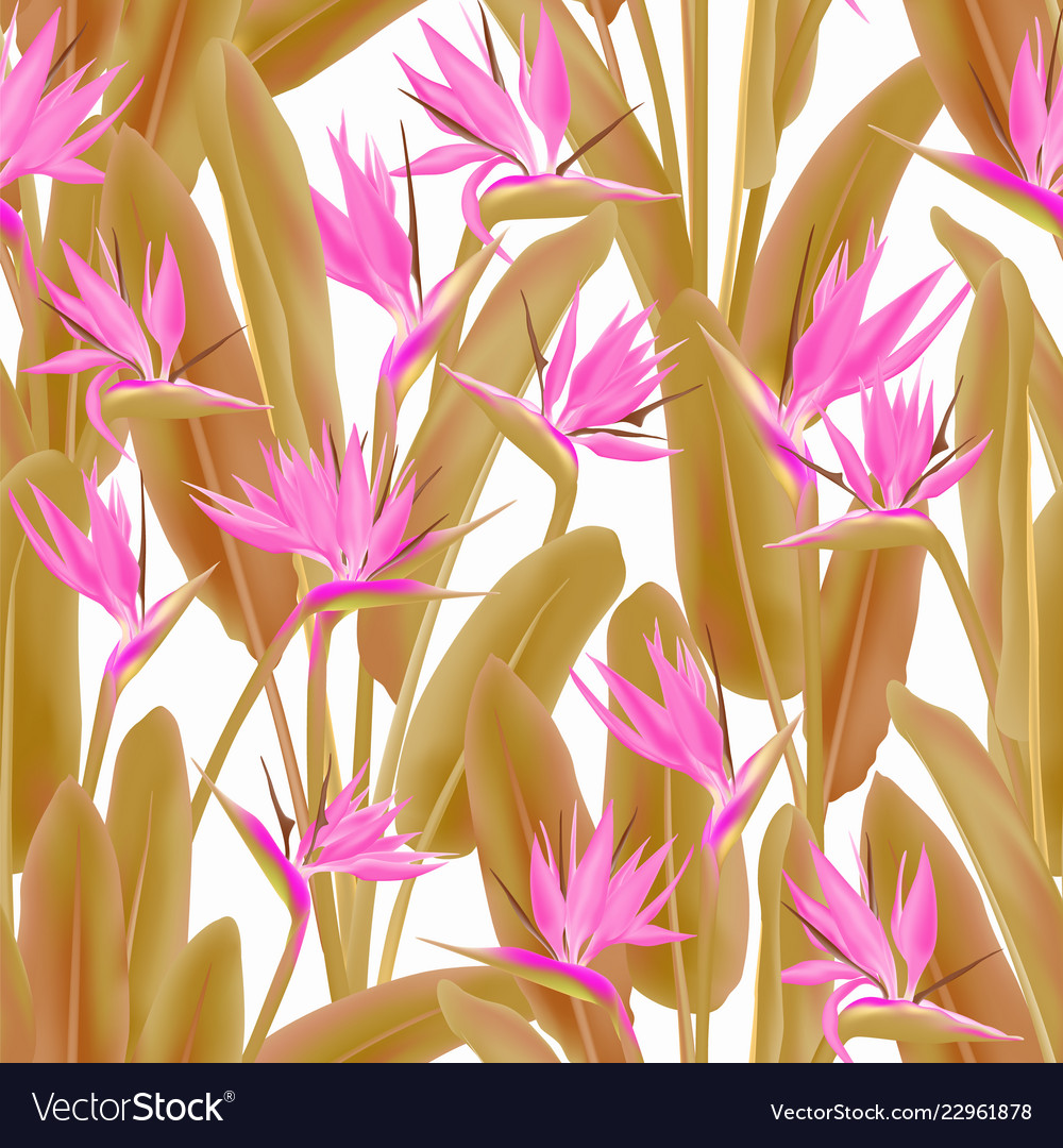 strelitzia reginae or crane