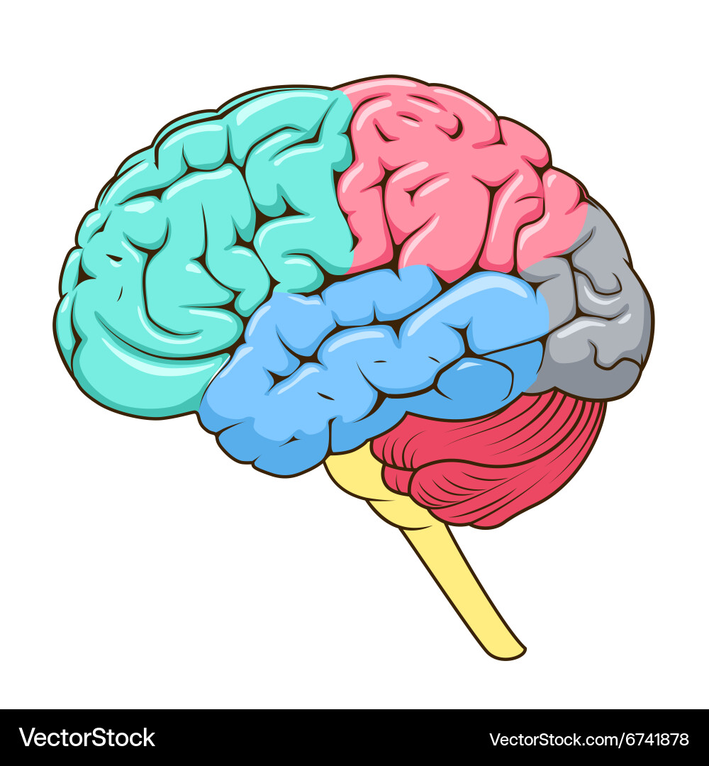 Structure human brain schematic Royalty Free Vector Image