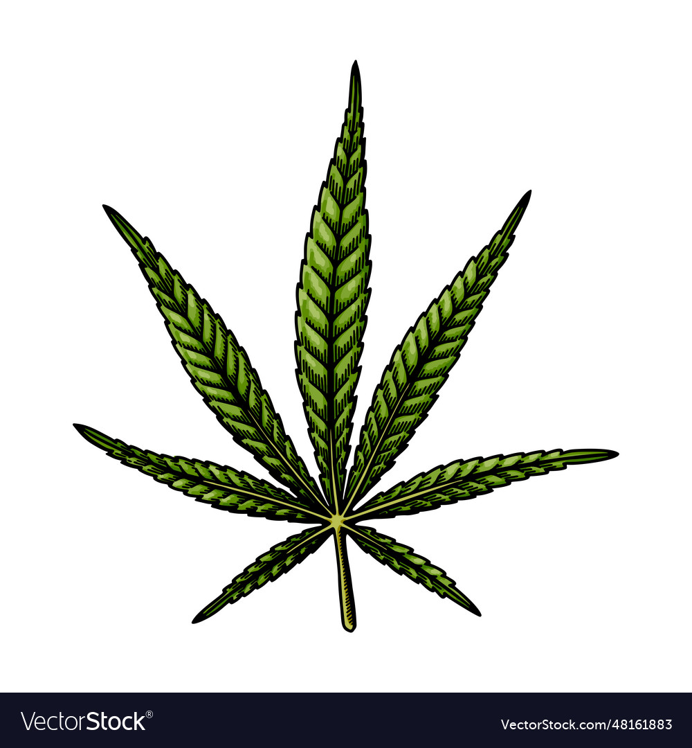 Cannabis sativa leaf sketch marijuana botanical Vector Image