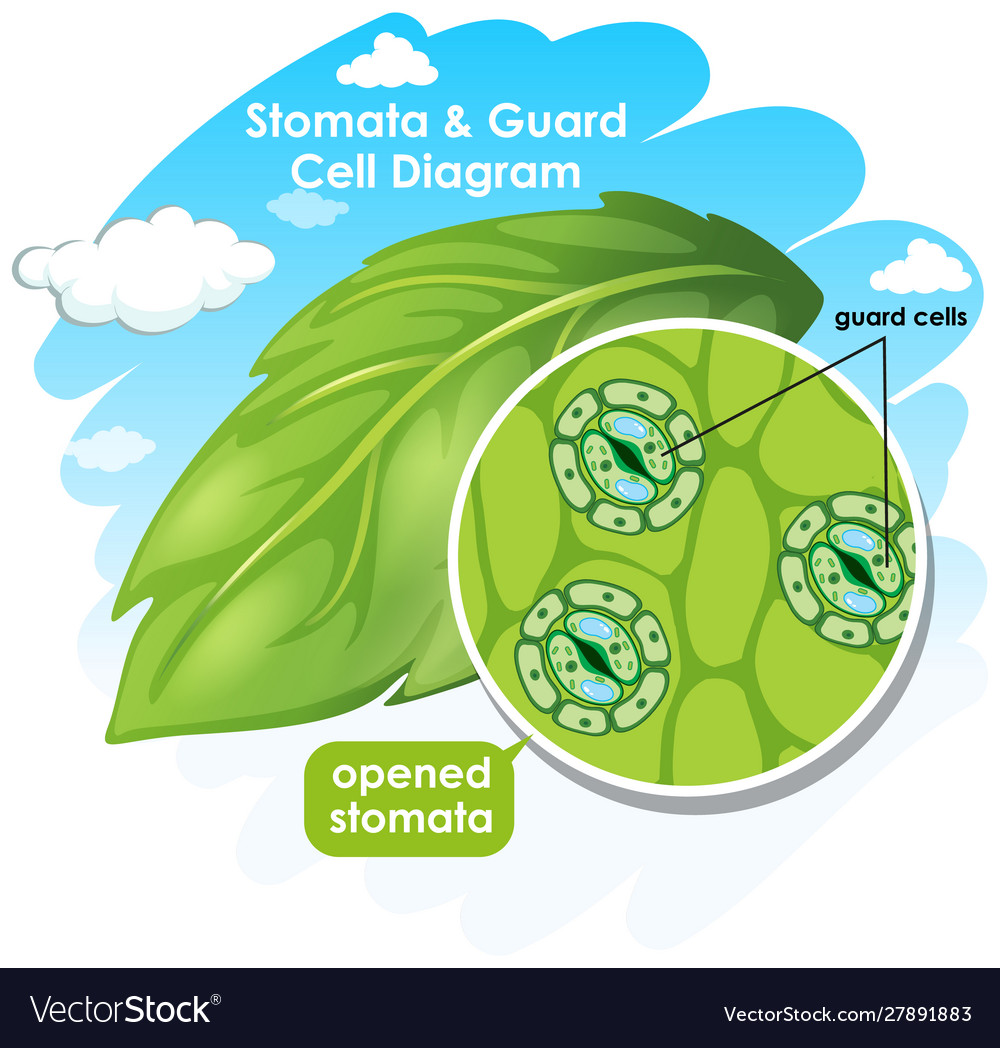 stomata leaf diagram