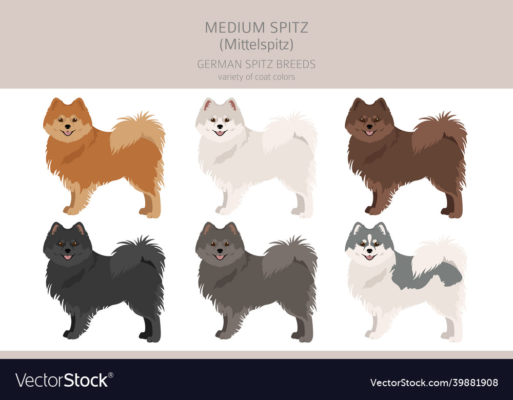 German spitz medium spitz clipart different poses Vector Image