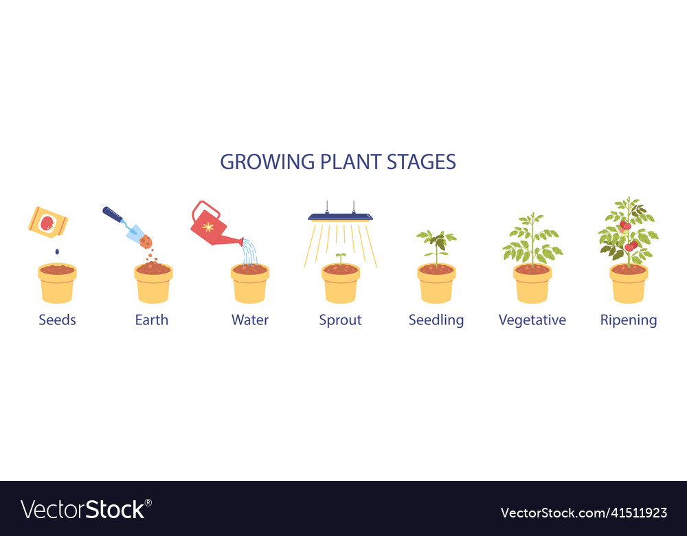 Growing Plant Stages Infographics Royalty Free Vector Image