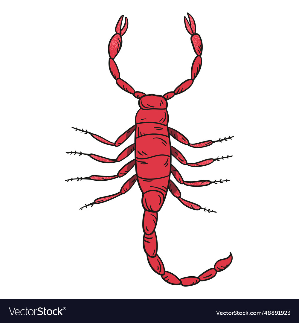 Scorpion Royalty Free Vector Image Vectorstock - vrogue.co