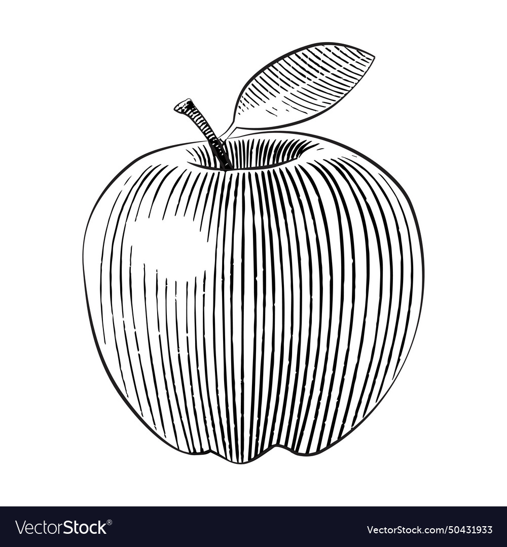 Woodcut style apple line art Royalty Free Vector Image