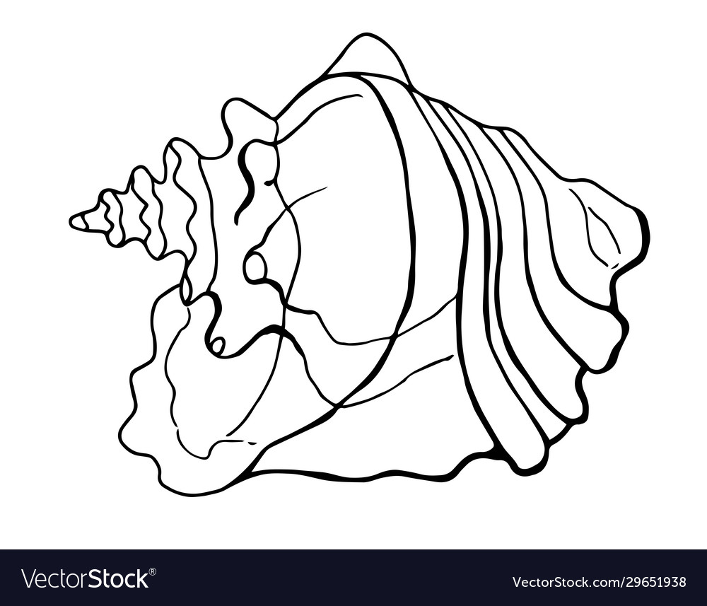 Strombus gallus shell strombidae line art white Vector Image