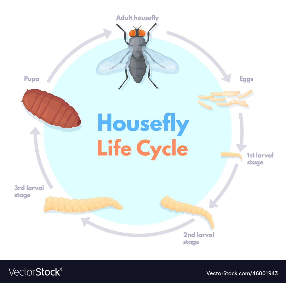 Life Cycle Of Housefly