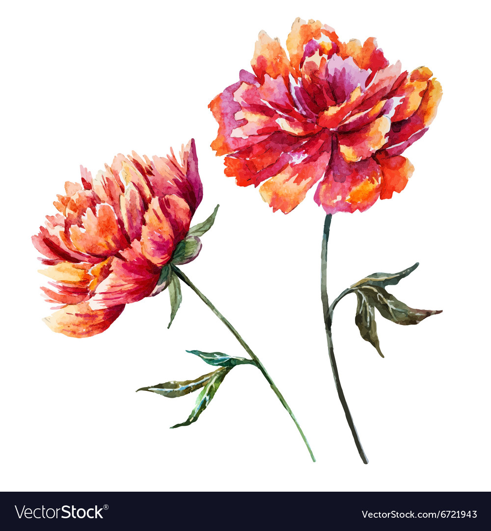 Watercolor Peony Royalty Free Vector Image Vectorstock