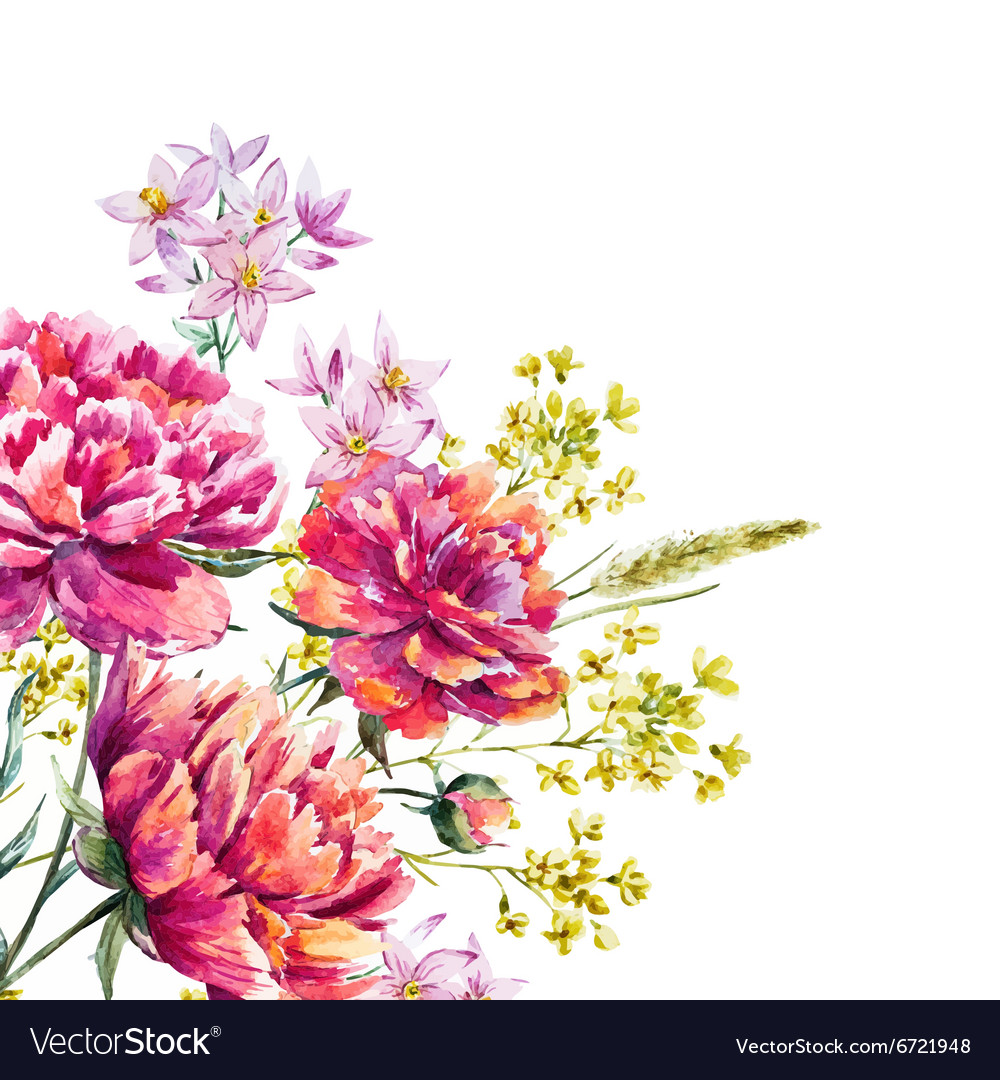 watercolor peony royalty free vector image vectorstock