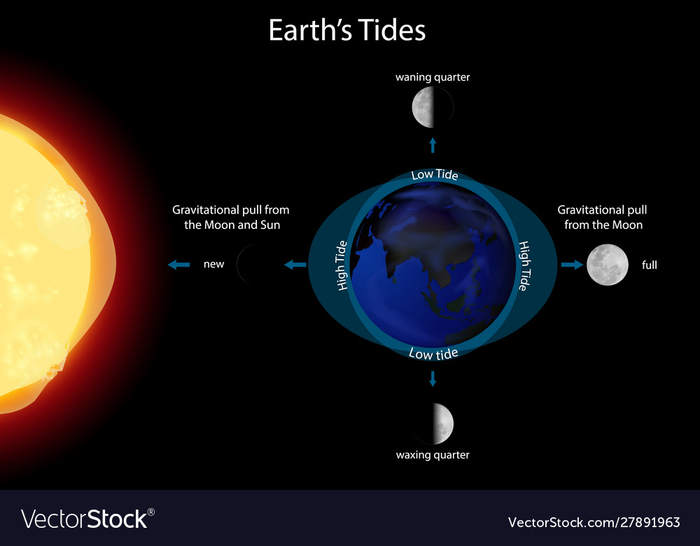 Diagram showing earth tides Royalty Free Vector Image