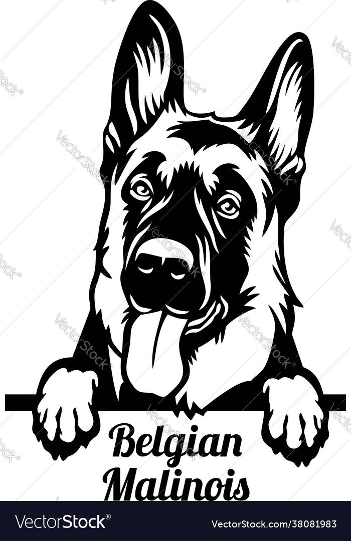 Belgian malinois peeking dog - head isolated Vector Image