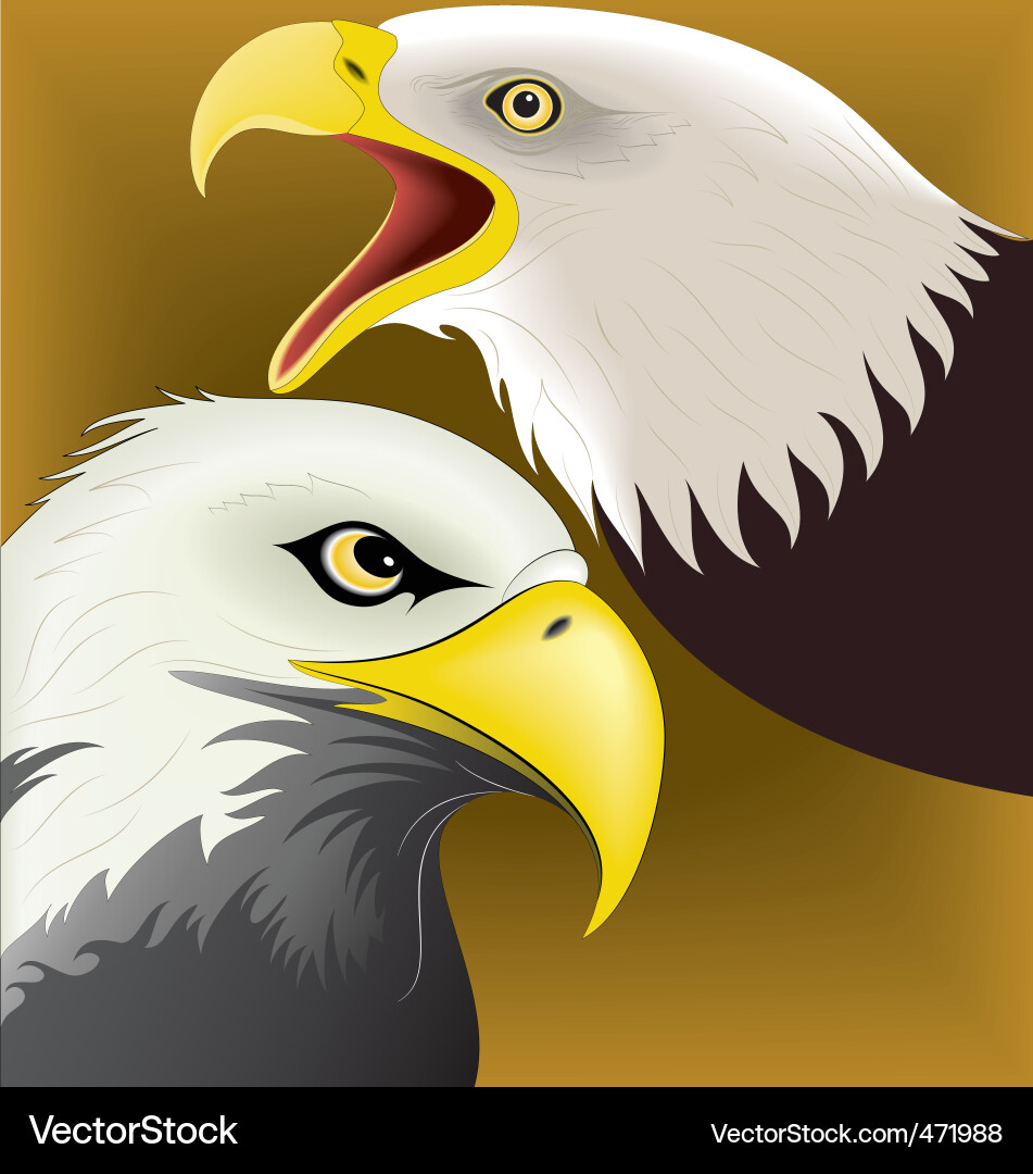 Eagle face Royalty Free Vector Image - VectorStock