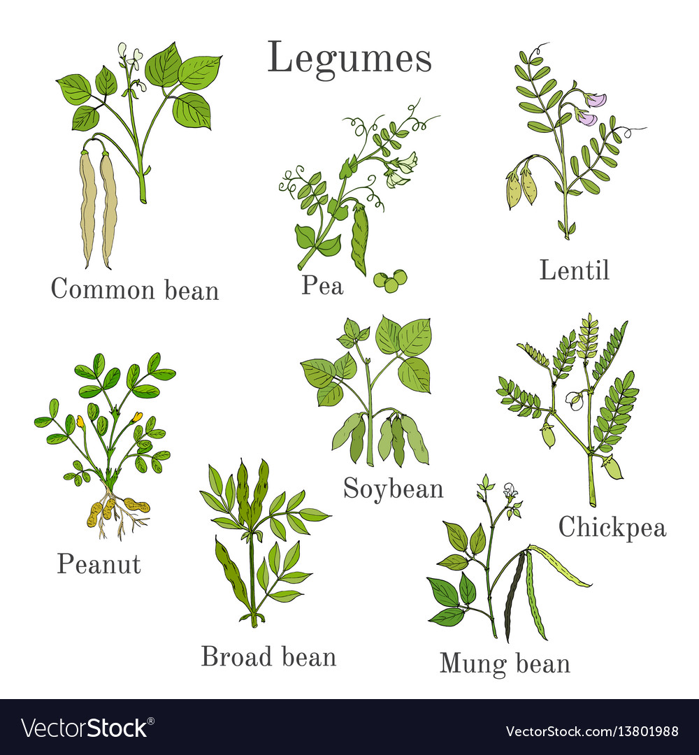 Hand drawn set of culinary agricultural legume Vector Image