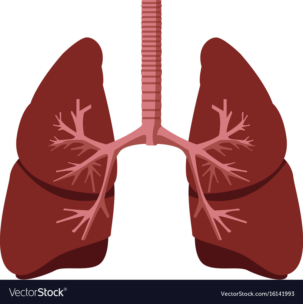 Human lungs anatomy Royalty Free Vector Image - VectorStock