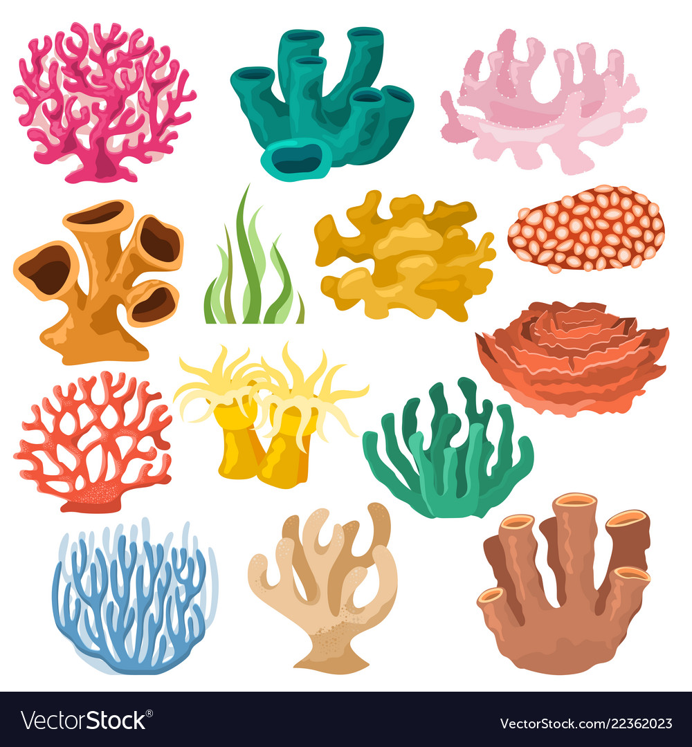 Coral sea coralline or exotic cooralreef Vector Image