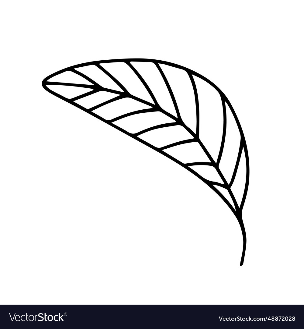 Doodle leaf sketch Royalty Free Vector Image - VectorStock