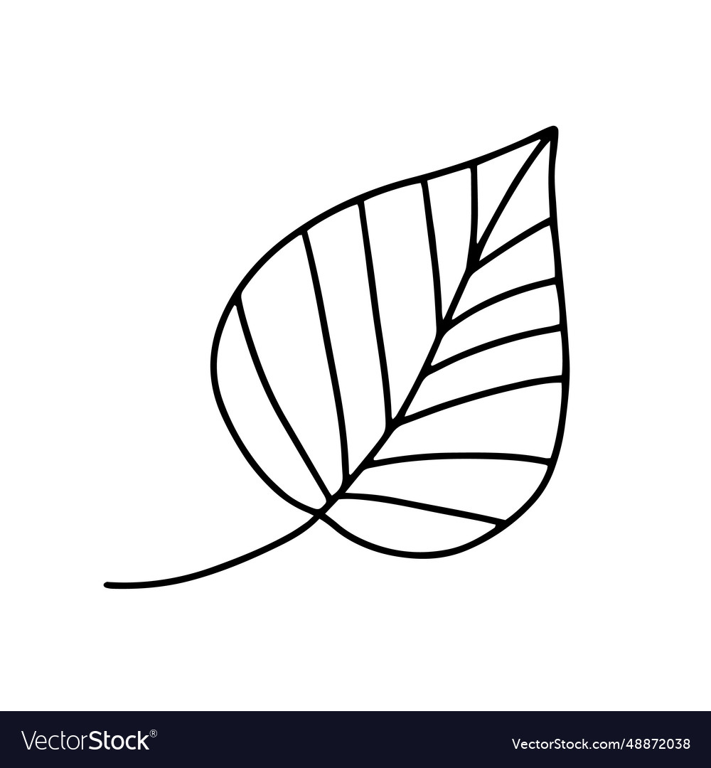 Doodle leaf sketch Royalty Free Vector Image - VectorStock