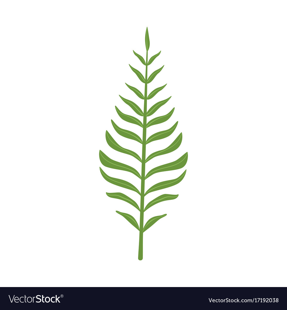 Pinnatisect green leaf Royalty Free Vector Image