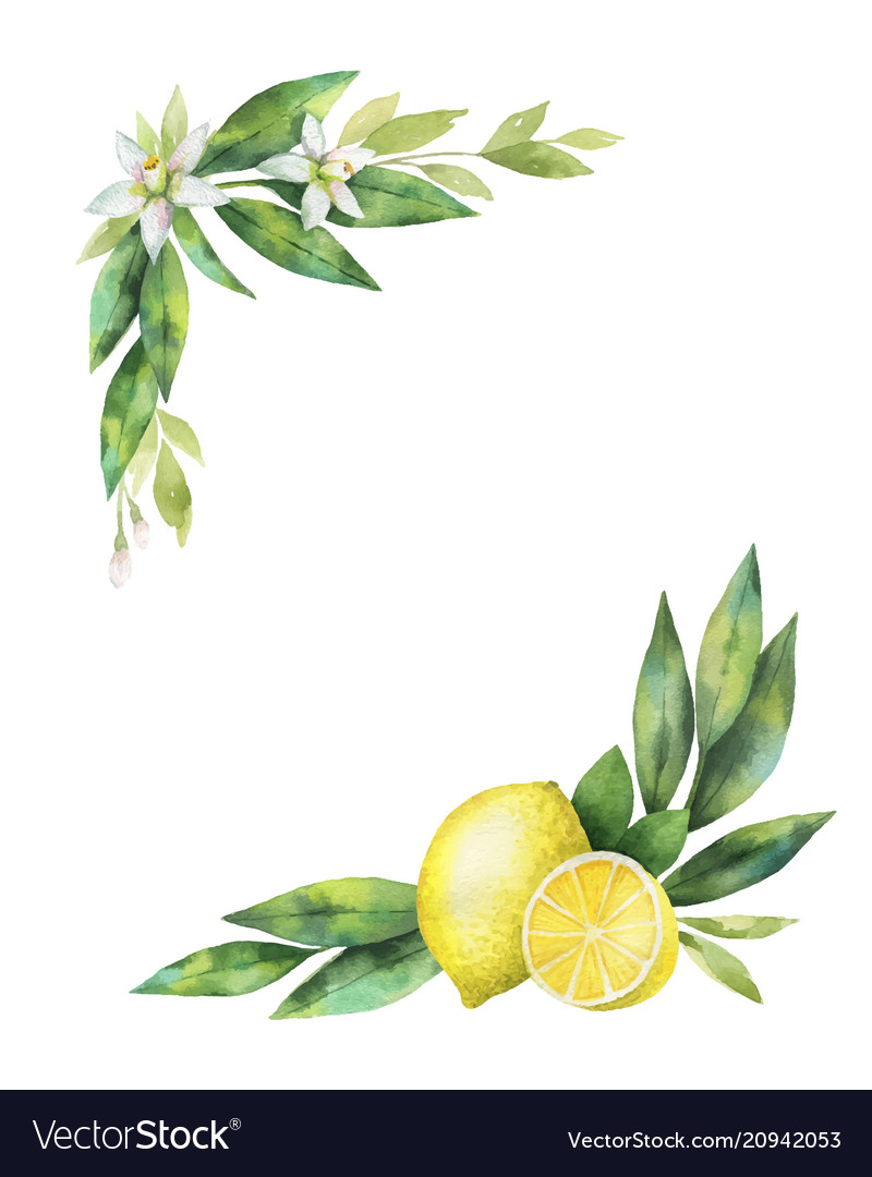 Watercolor hand drawn wreath with lemon and Vector Image