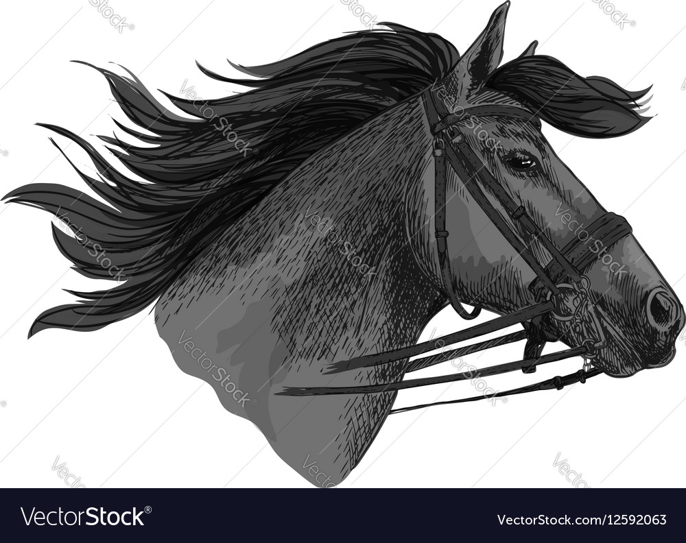 Horse trotter in bridle racing sketch Royalty Free Vector