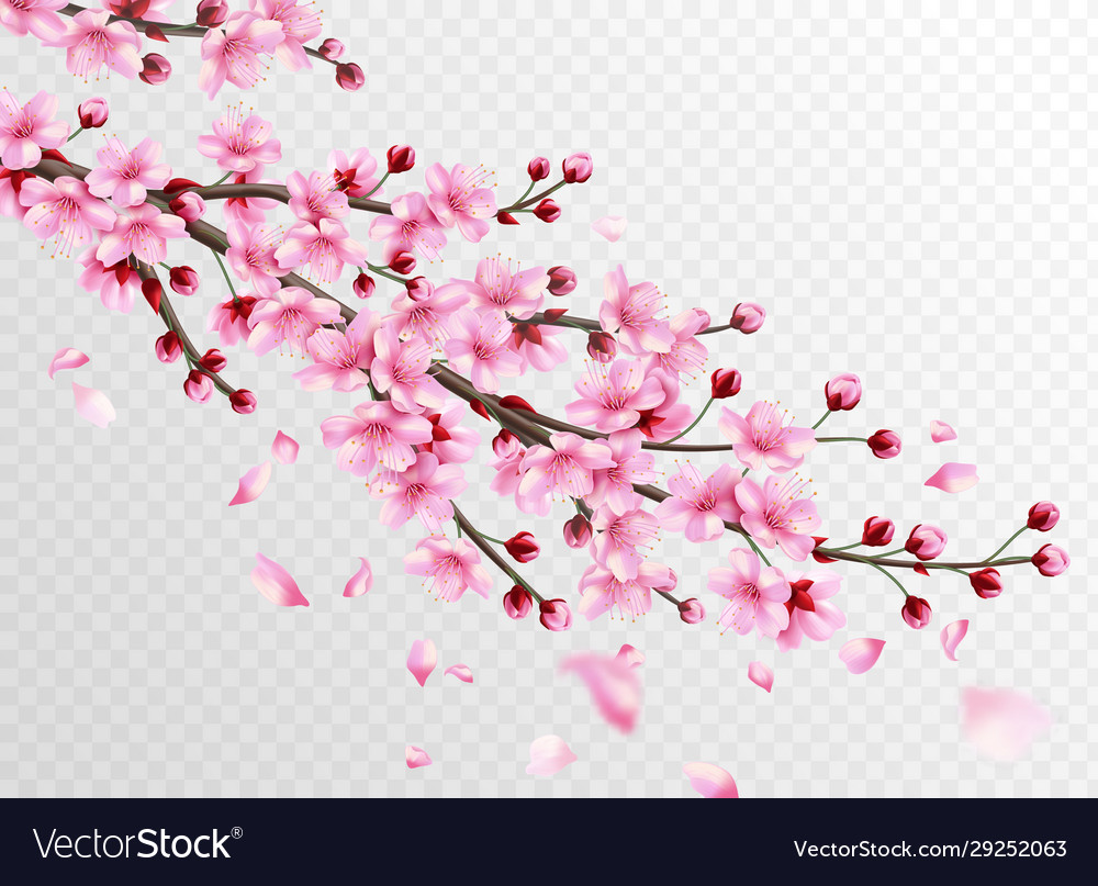Realistic sakura beautiful sakura branches Vector Image