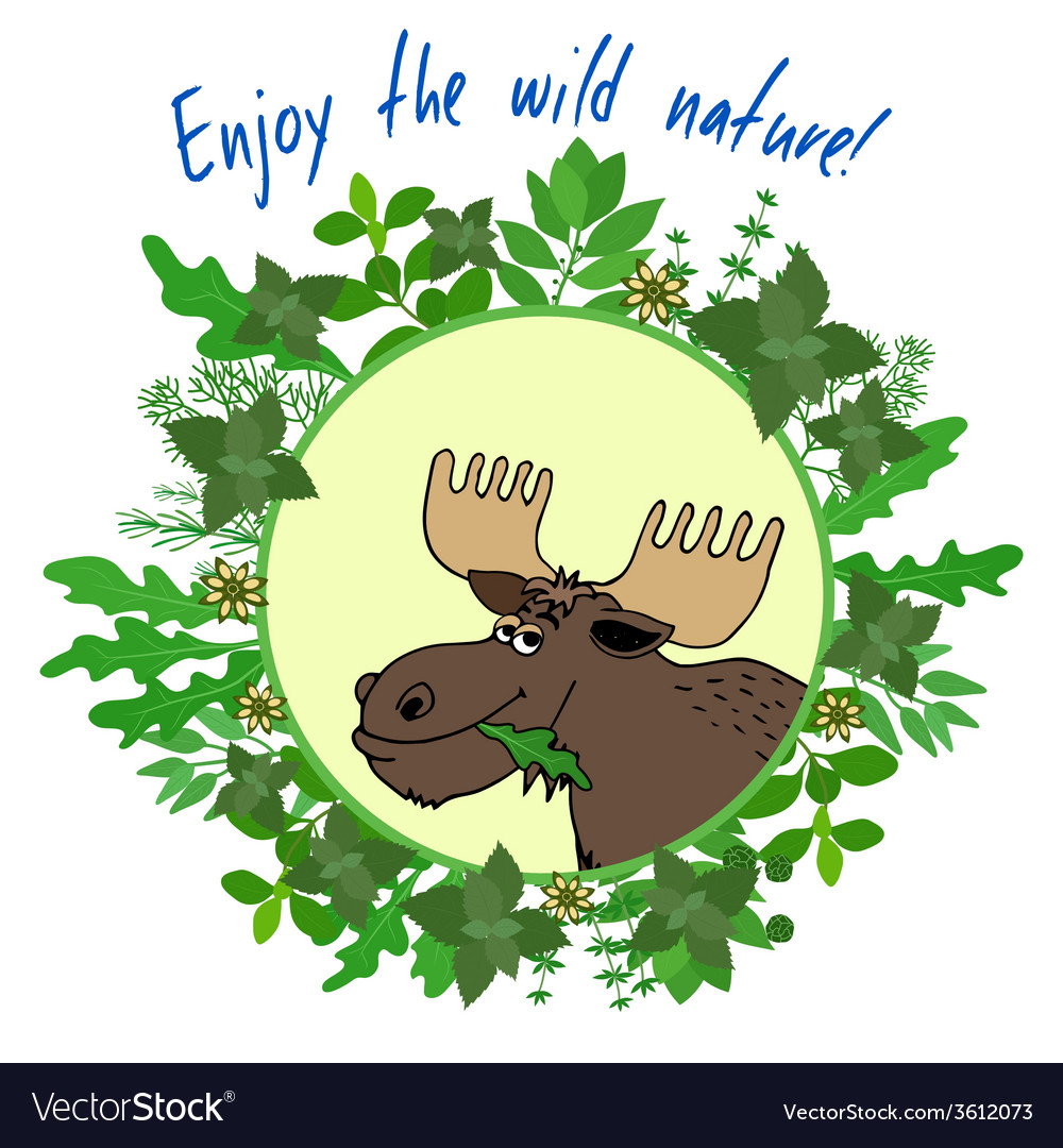 Вывесок wilderness. Wild enjoy. Энергетик драгон дринк. Wild enjoy. Lost creek colorado.