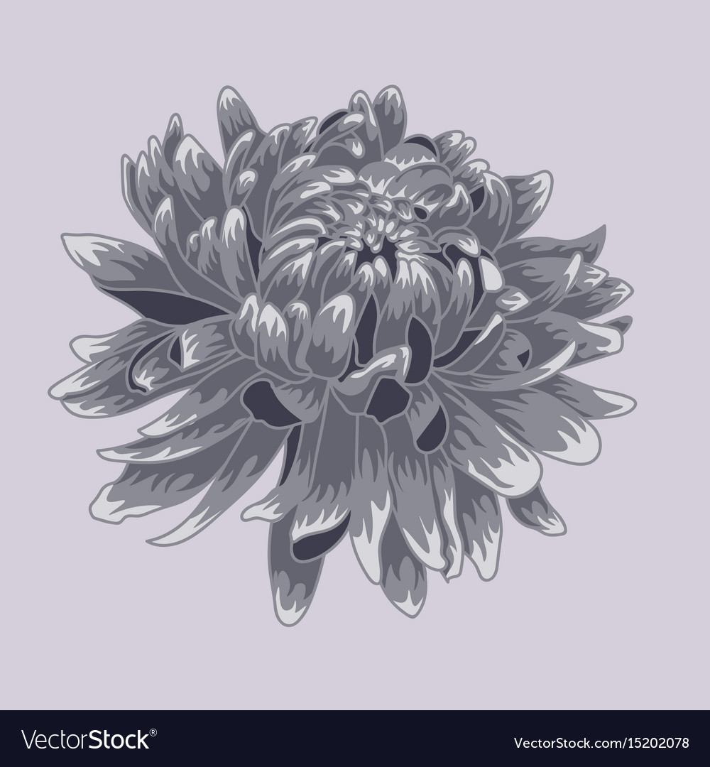 Blue pastel colored chrysanthemum