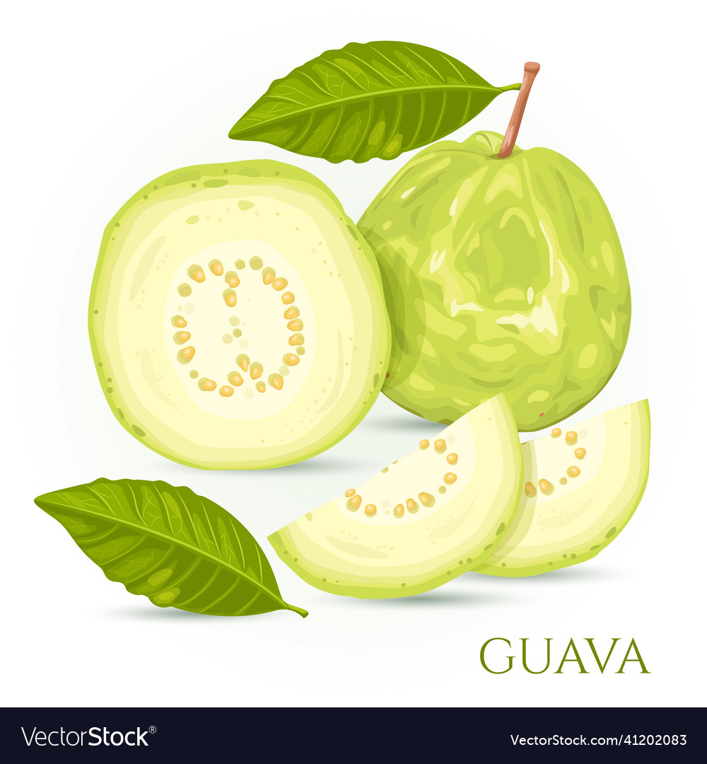 Guava is a green fruit with sweet and crispy Vector Image