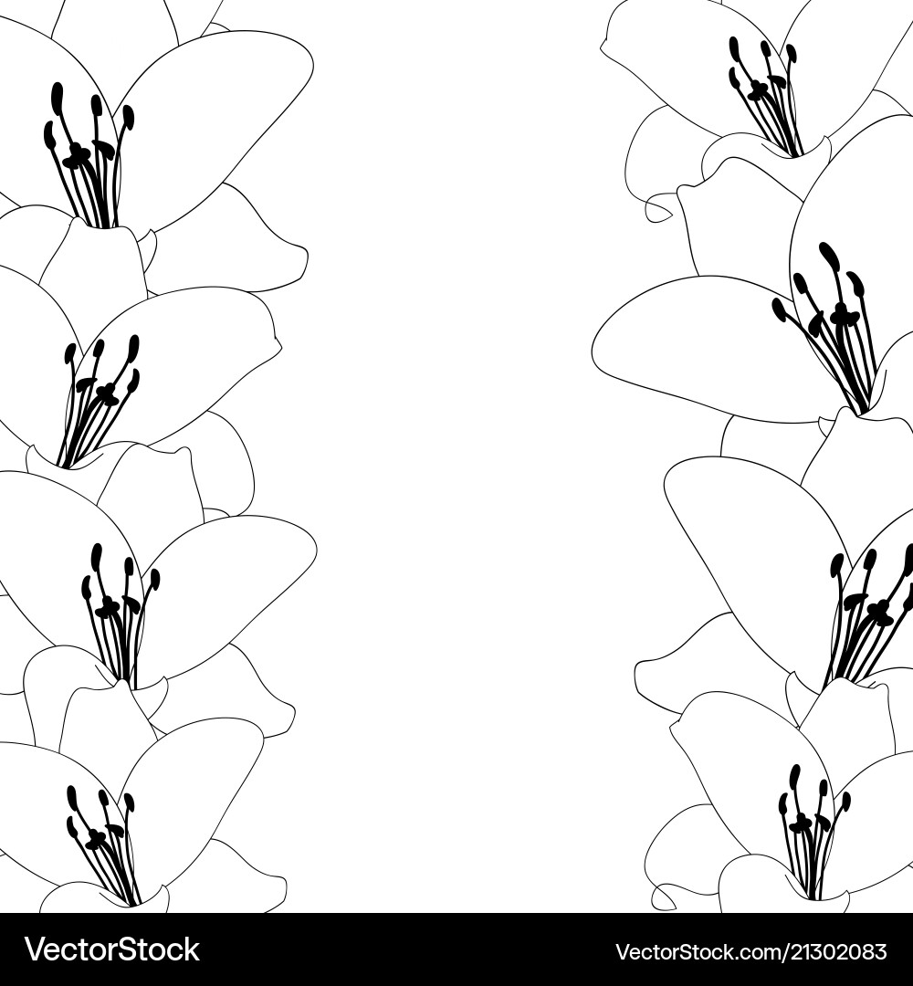Two Blooming Asiatic Lilies Flowers Vector Sketch Outline In