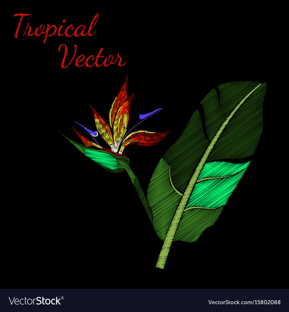 Embroidery tropical royalty free vector image  vectorstock