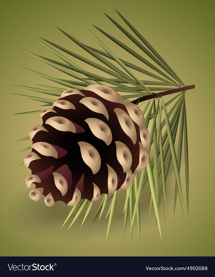 Pinecone royalty free vector image vectorstock