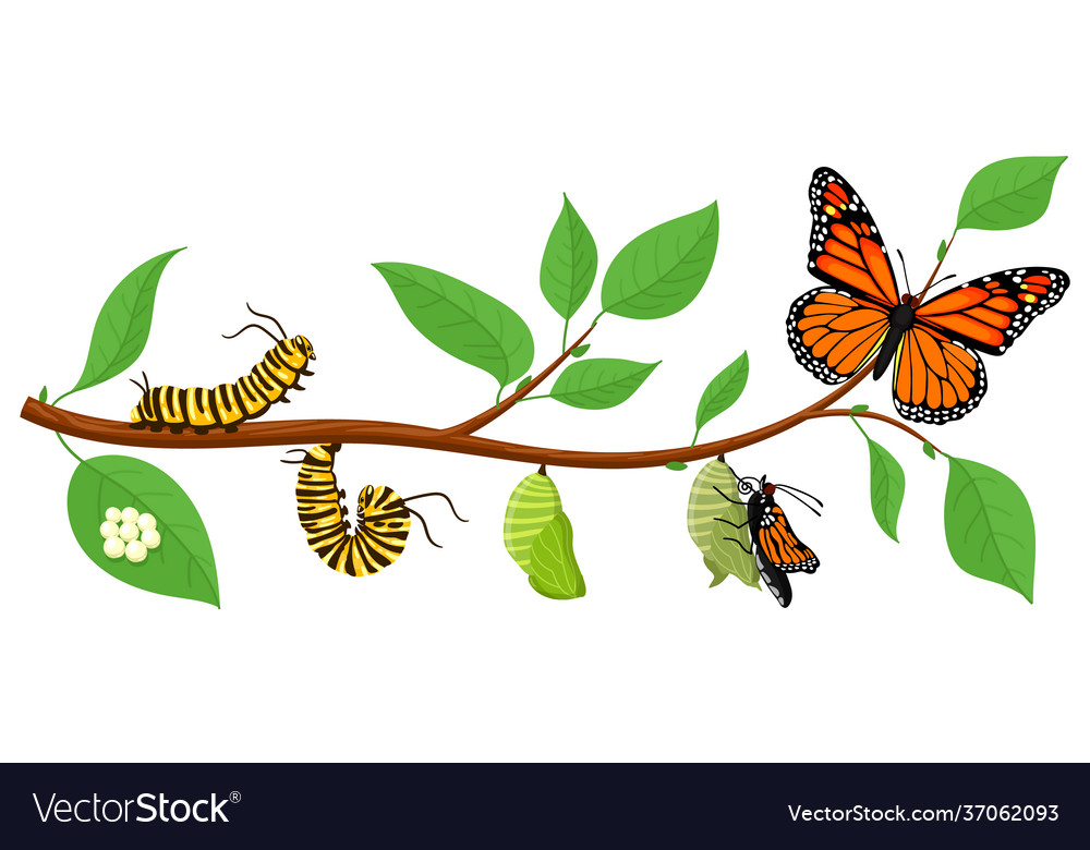 caterpillar to butterfly cartoon