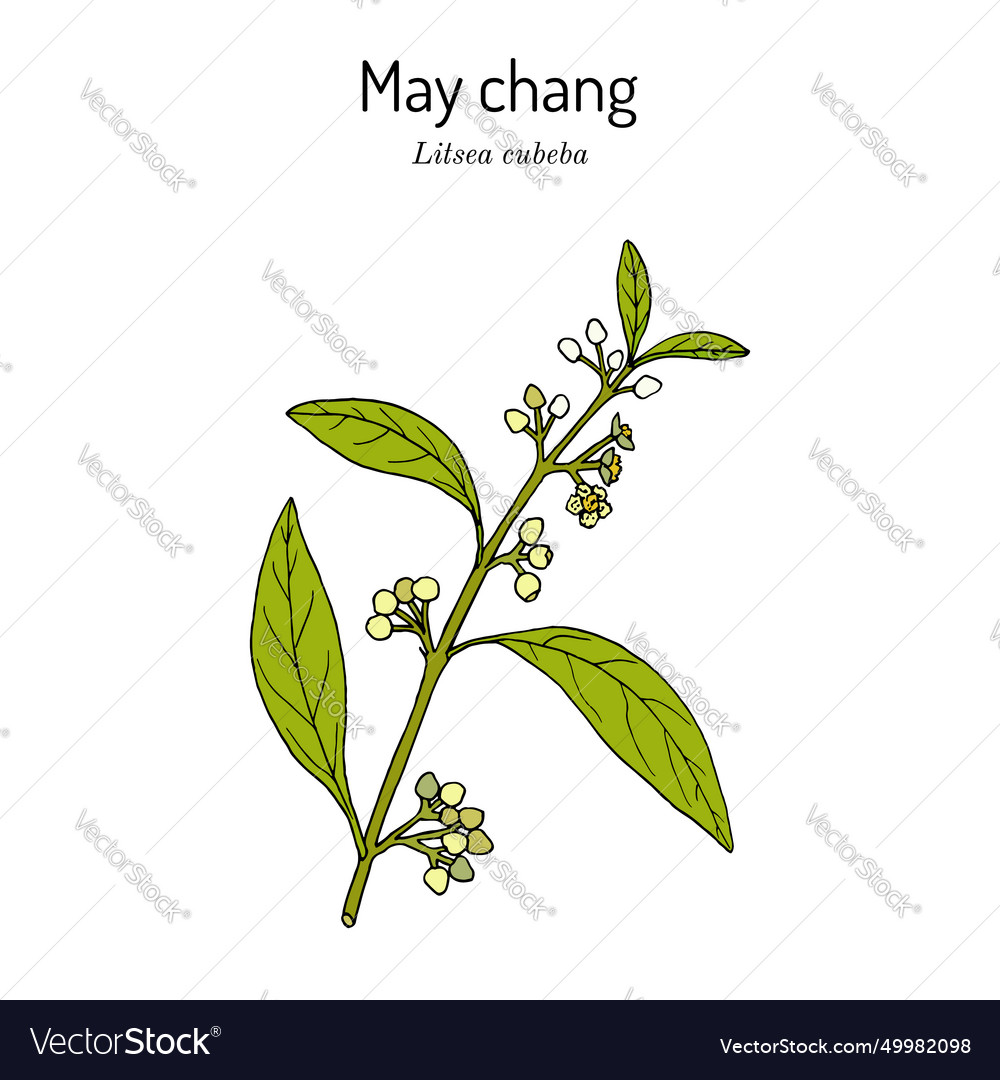 Aromatic litsea or may chang cubeba Royalty Free Vector