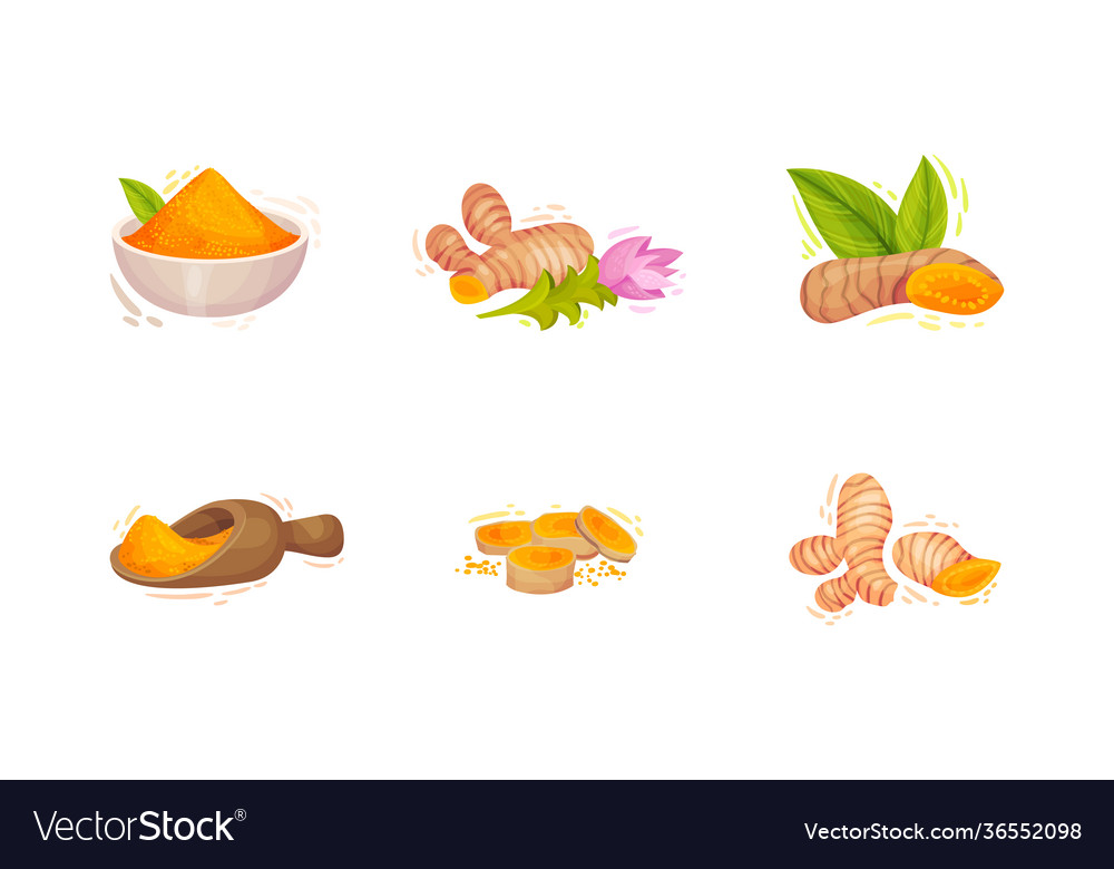 Turmeric plant with root and powder pile in bowl Vector Image