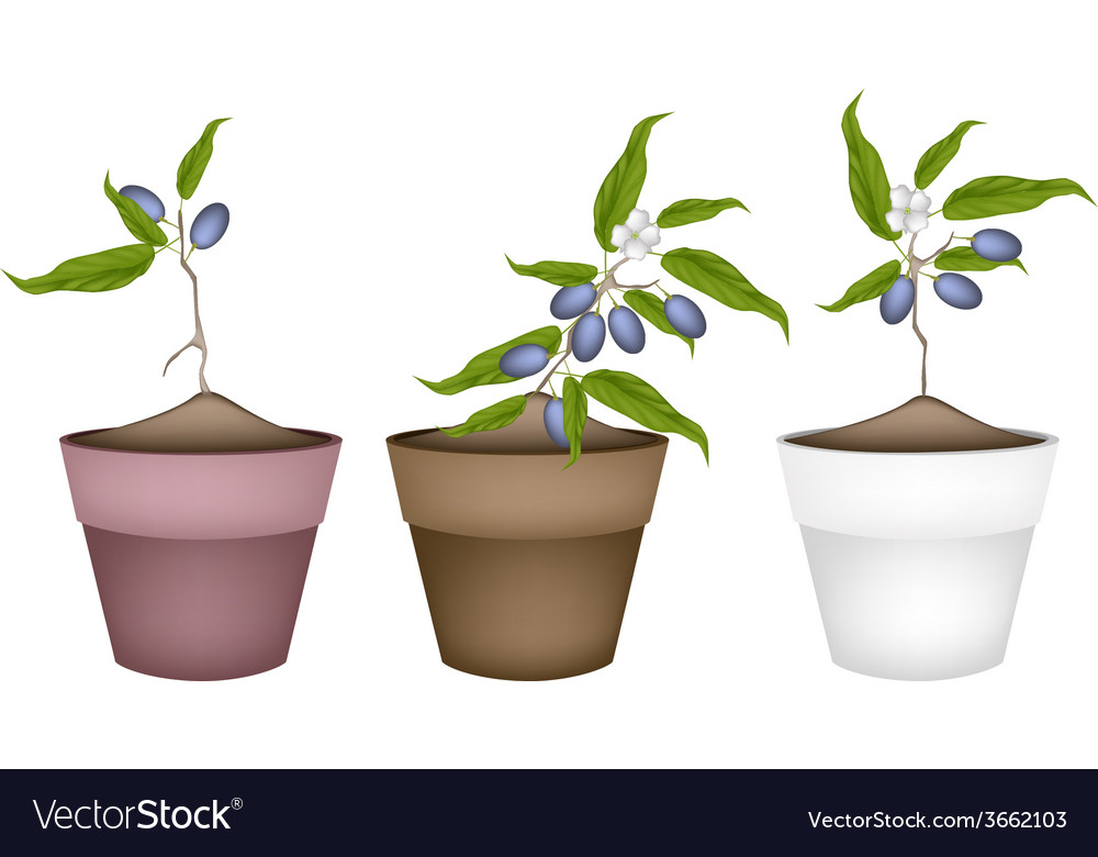 Chinese Olive Plants In Ceramic Flower Pots Vector Image