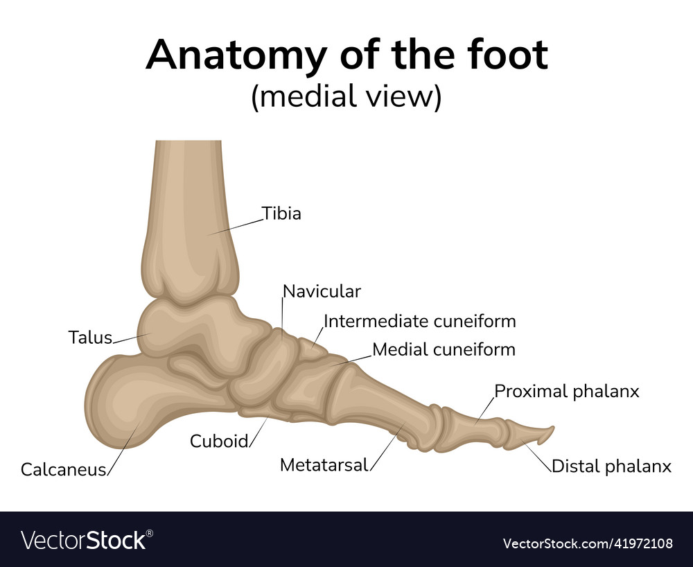 Foot anatomy Royalty Free Vector Image - VectorStock