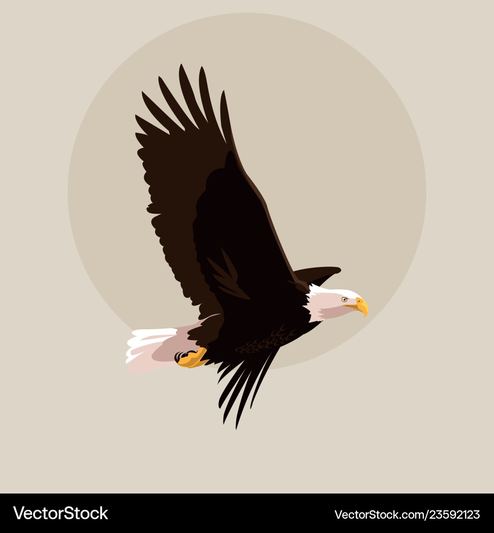 Bald eagle bird flying Royalty Free Vector Image