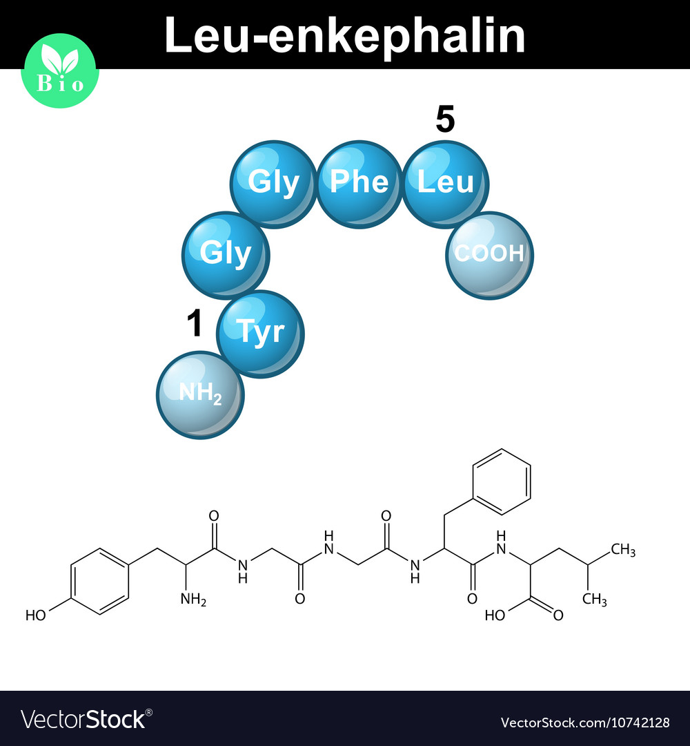 Leu-enkephalin molecule and model Royalty Free Vector Image